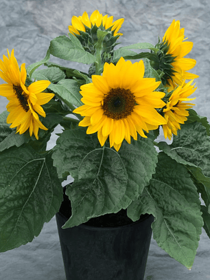 Semilla Girasol Smiley Gold (Girasol enano de maceta) (10 semillas)