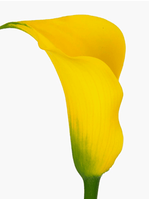 Tubérculo de Cala de Corte Gold Metal 16/18