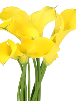 Tubérculo de Cala de Corte Gold Metal 16/18