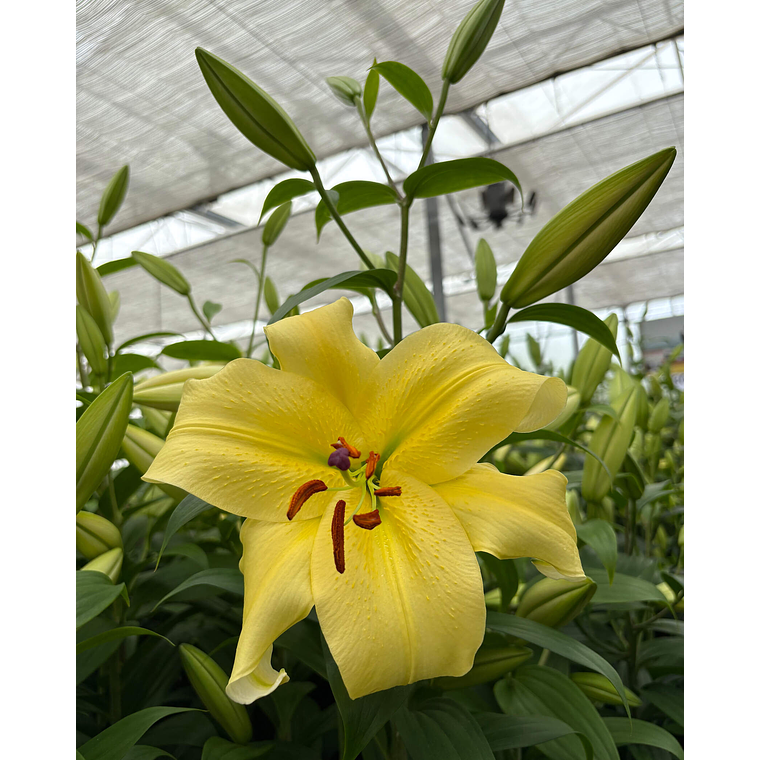 Bulbo lilium oriental Amarillo 16/18 1