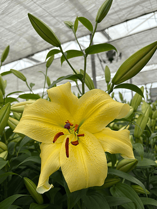 Bulbo lilium oriental Amarillo 16/18