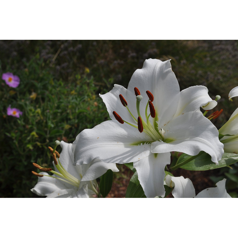 Bulbo lilium oriental blanco 16/18 1