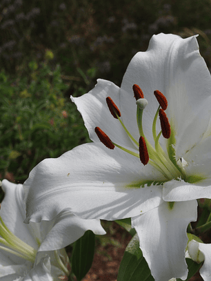Bulbo lilium oriental blanco 16/18
