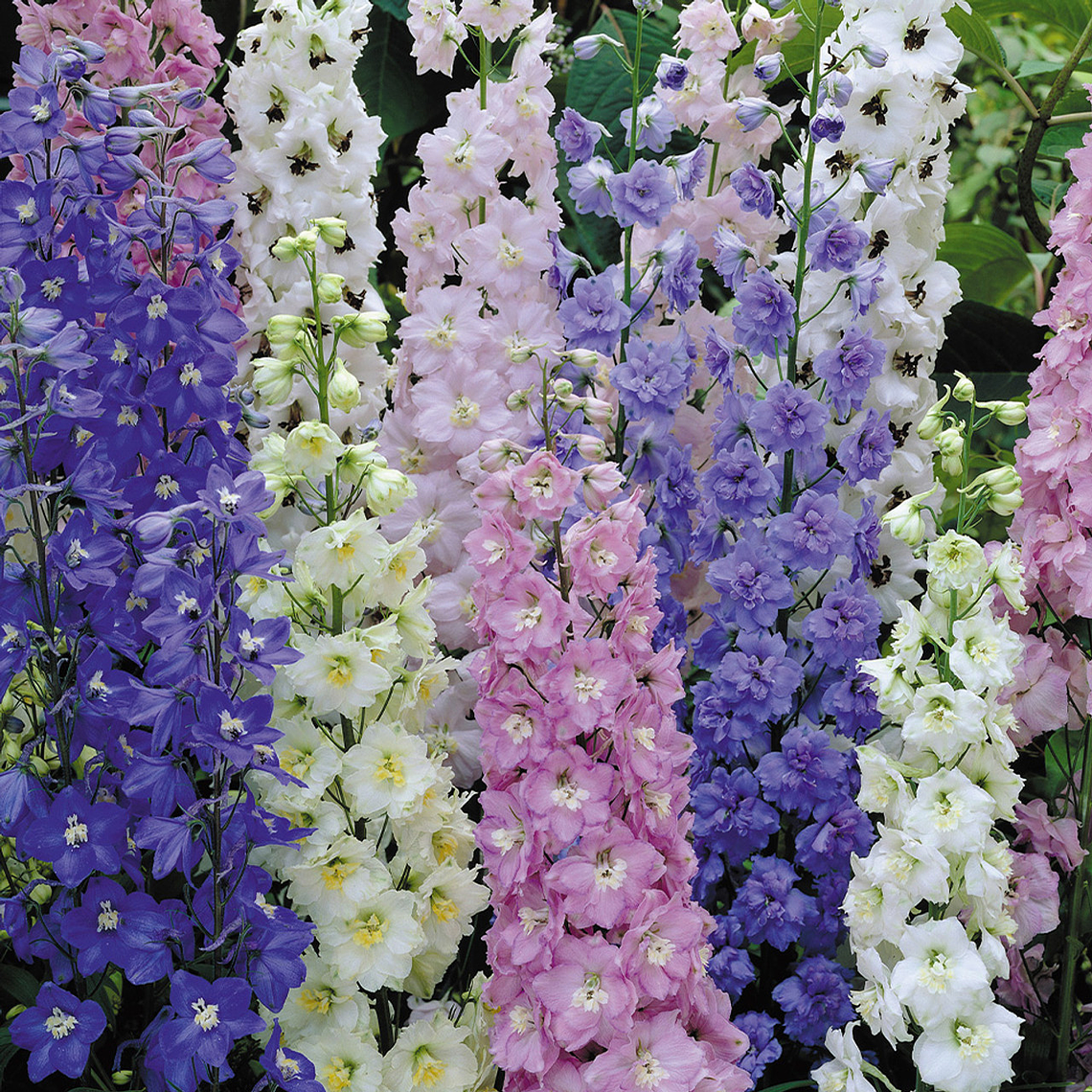 Semillas Delphinium Pacific Giants Mix (70 semillas) 1