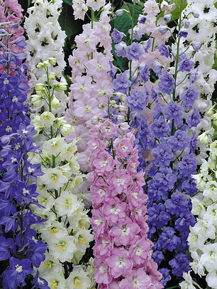 Semillas Delphinium Pacific Giants Mix (70 semillas)