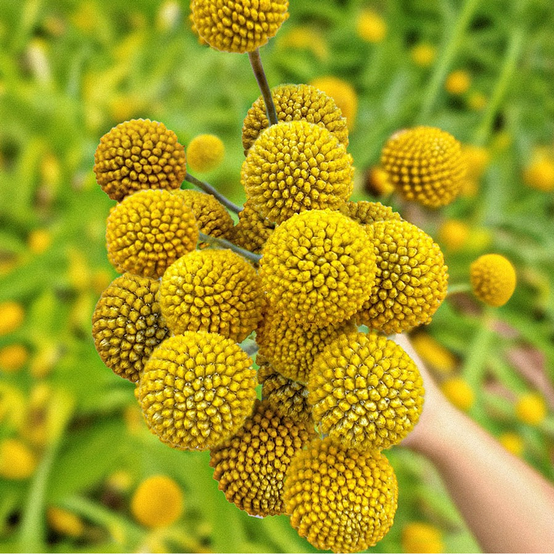 Semillas de Craspedia Globosa Drumstick (30 semillas) 1