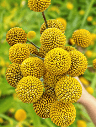 Semillas de Craspedia Globosa Drumstick (30 semillas)