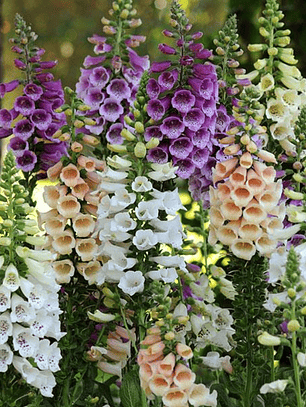 Semillas de Digitalis Dalmatian Mix (10 semillas)