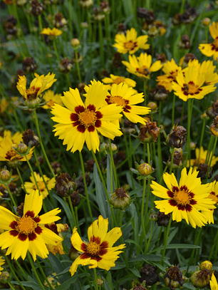 Semillas de Coreopsis Grandiflora Sunkiss (40 semillas)