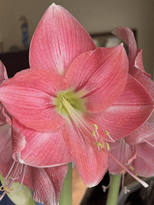 Bulbo Amaryllis Rosalie 26/28