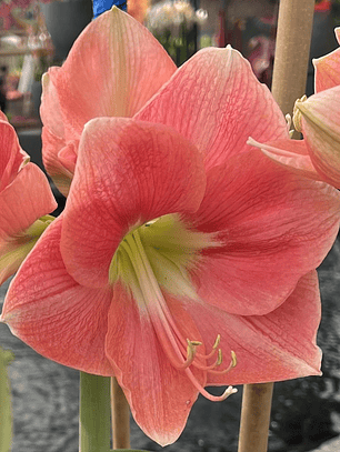 Bulbo Amaryllis Rosalie 26/28