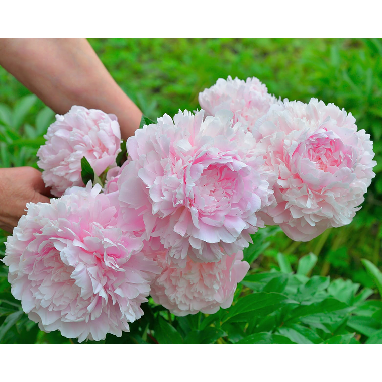 Rizoma Peonia Sarah Bernhardt 3/5 2