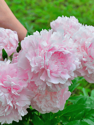 Rizoma Peonia Sarah Bernhardt 3/5