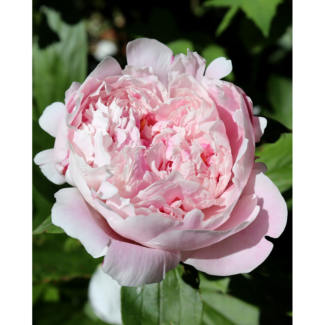 Rizoma Peonia Sarah Bernhardt 3/5 1
