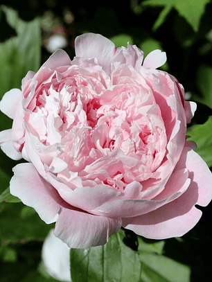 Rizoma Peonia Sarah Bernhardt 3/5