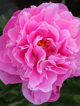 Rizoma Peonia Alexander Flemming 3/5