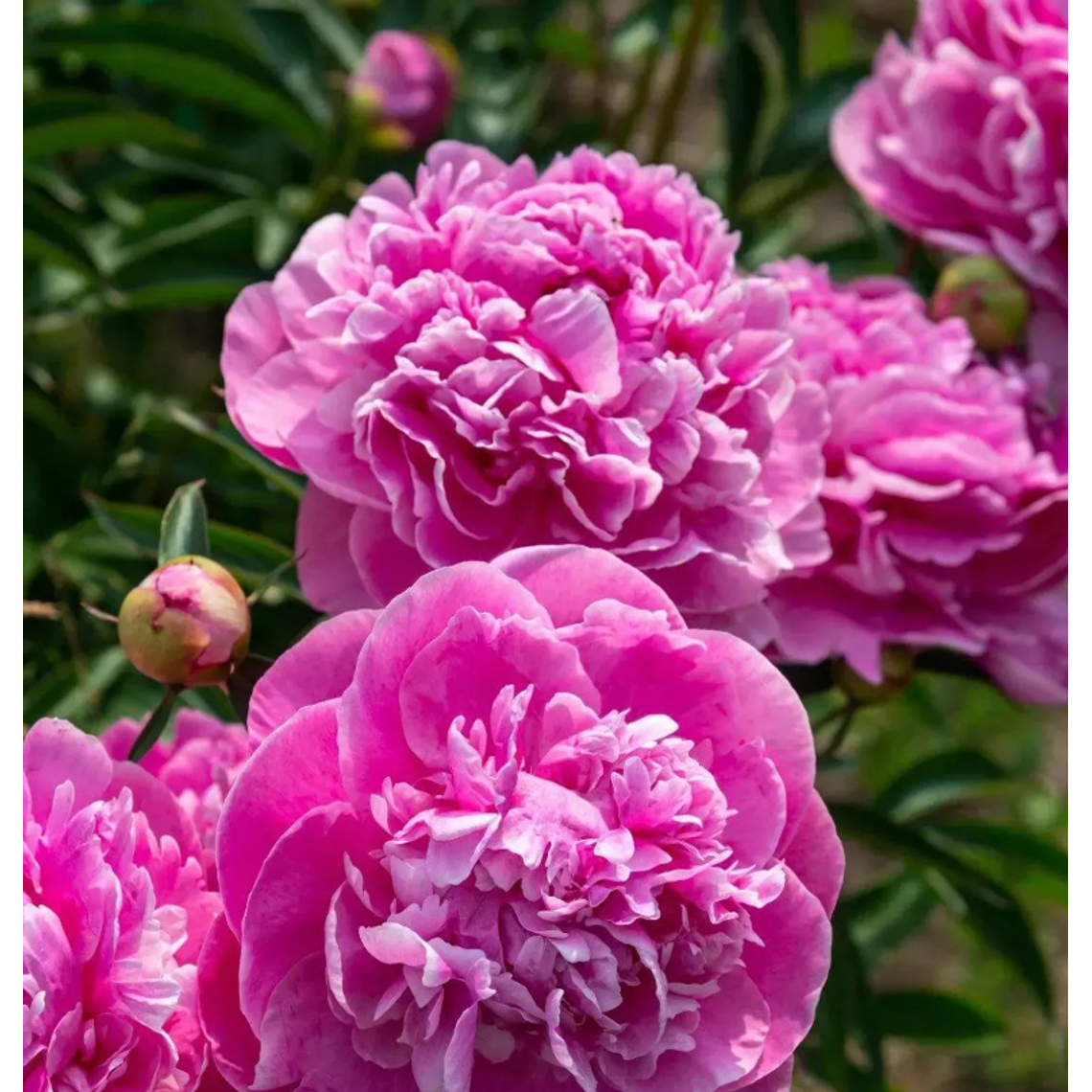 Rizoma Peonia Alexander Flemming 3/5 2