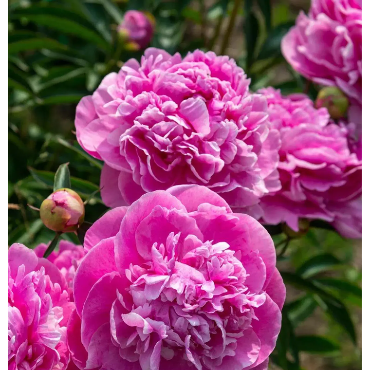 Rizoma Peonia Alexander Flemming 3/5 2