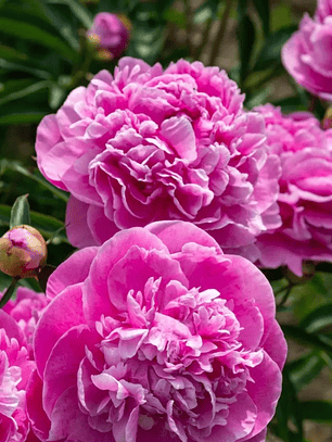 Rizoma Peonia Alexander Flemming 3/5