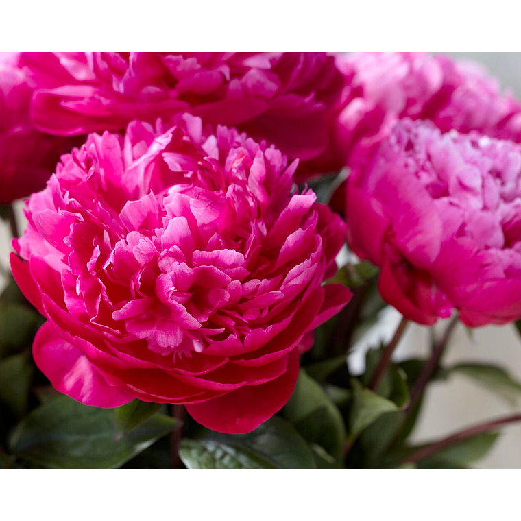 Rizoma peonia Red Sarah Bernhardt 3/5 1