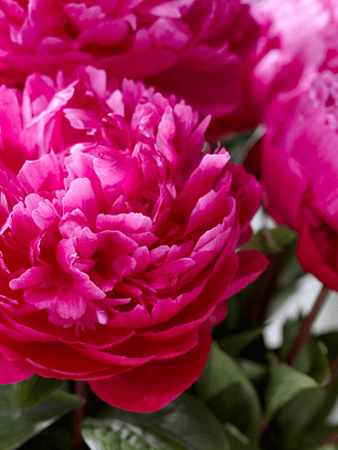 Rizoma peonia Red Sarah Bernhardt 3/5