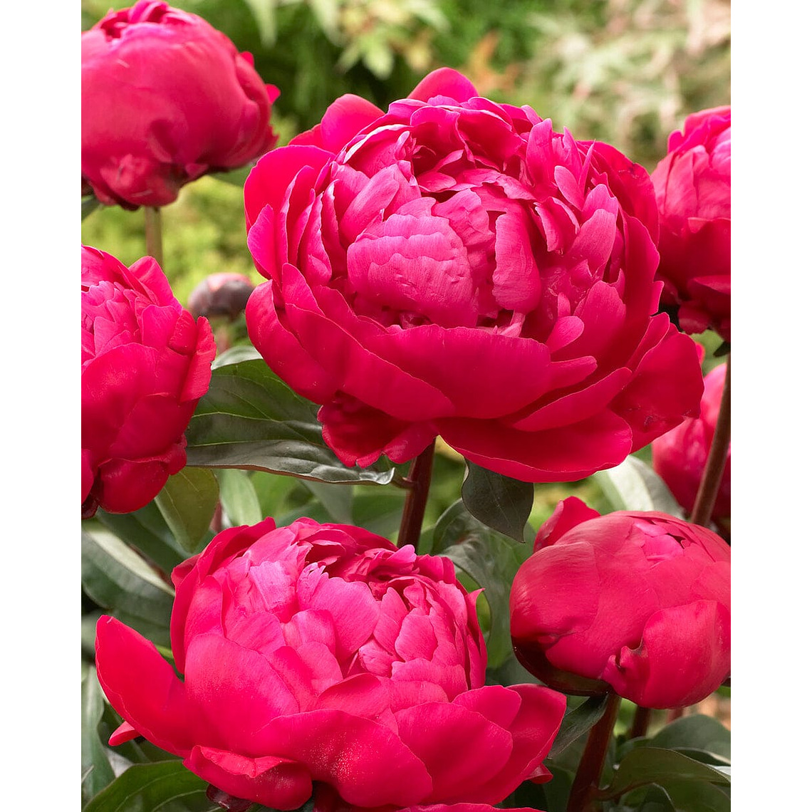 Rizoma peonia Red Sarah Bernhardt 3/5 2