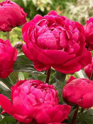 Rizoma peonia Red Sarah Bernhardt 3/5