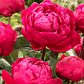 Rizoma peonia Red Sarah Bernhardt 3/5 - Miniatura 2