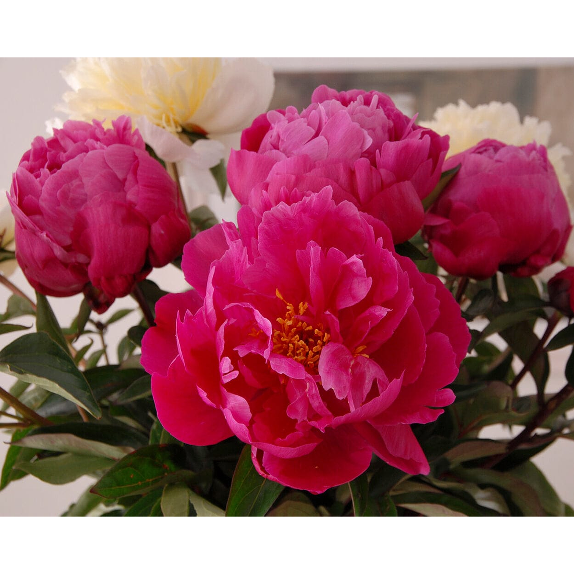 Rizoma peonia Red Sarah Bernhardt 3/5 3