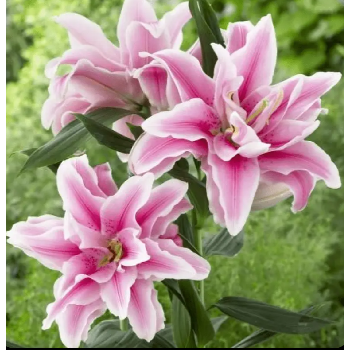 Bulbo Lilium Lucía 14/16 1