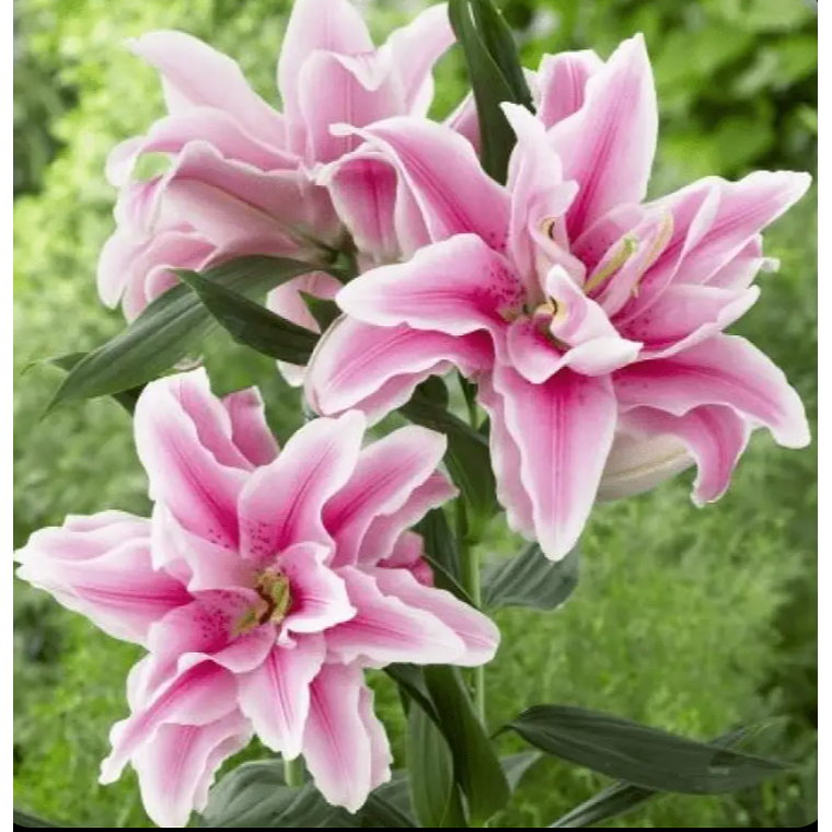 Bulbo Lilium Lucía 14/16 1