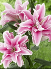 Lilium Oriental