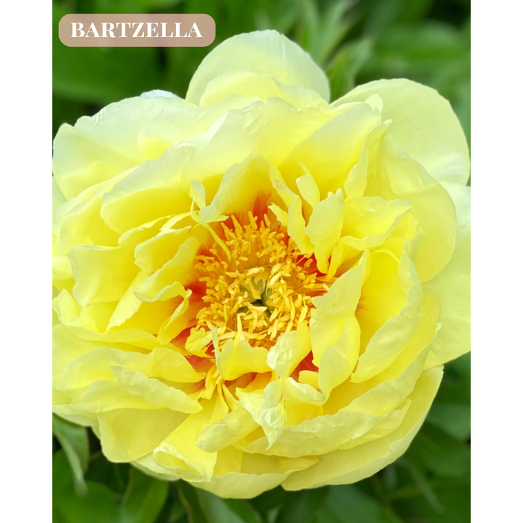 PRE VENTA ! Rizoma Peonía Bartzella 3/5  1