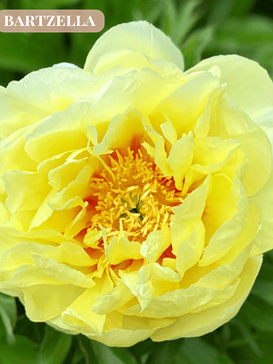 PRE VENTA ! Rizoma Peonía Bartzella 3/5 