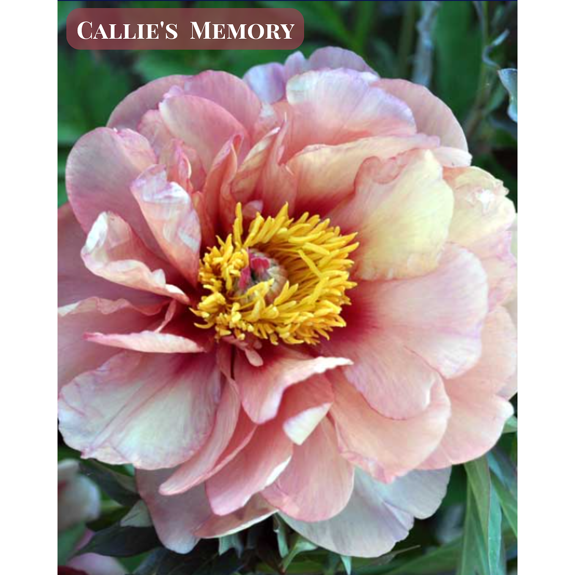 PRE VENTA! Rizoma de Peonía Callies Memories 3/5 1