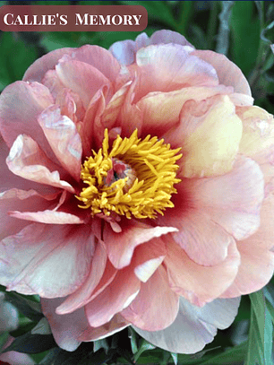 PRE VENTA! Rizoma de Peonía Callies Memories 3/5