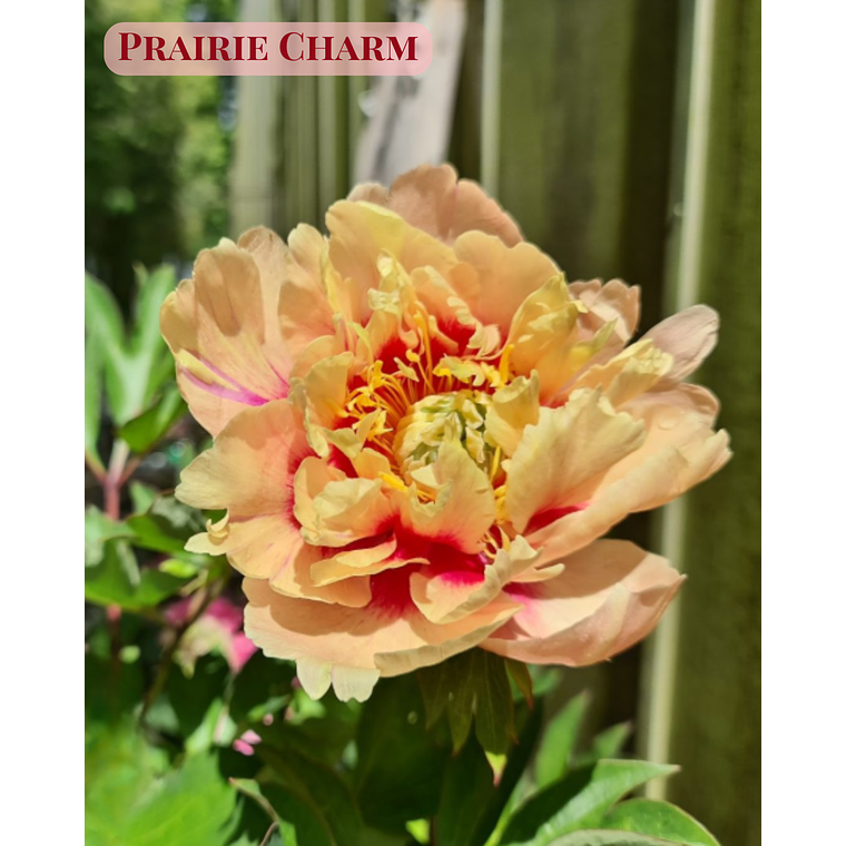 PRE VENTA! Rizoma de Peonía Praire Charm 3/5 1