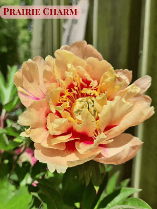 PRE VENTA! Rizoma de Peonía Praire Charm 3/5