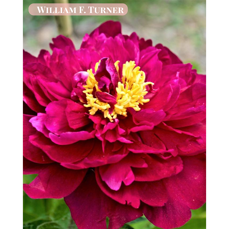 Rizoma Peonía William F. Turner 3/5 1