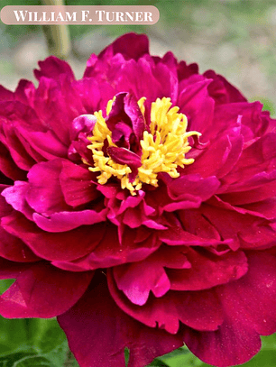 Rizoma Peonía William F. Turner 3/5