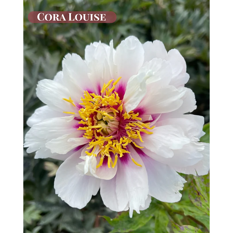 PRE VENTA! Rizoma Peonia Cora Louise 3/5 1