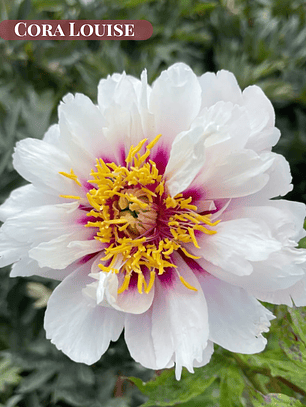 PRE VENTA! Rizoma Peonia Cora Louise 3/5