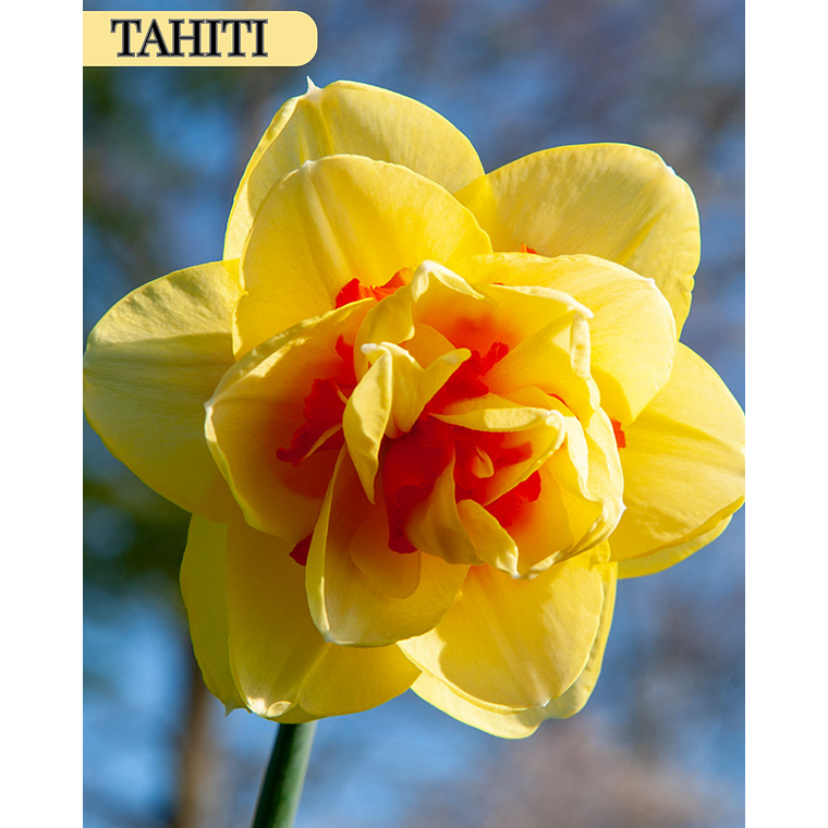 Bulbo Narciso Tahiti 14/16 1