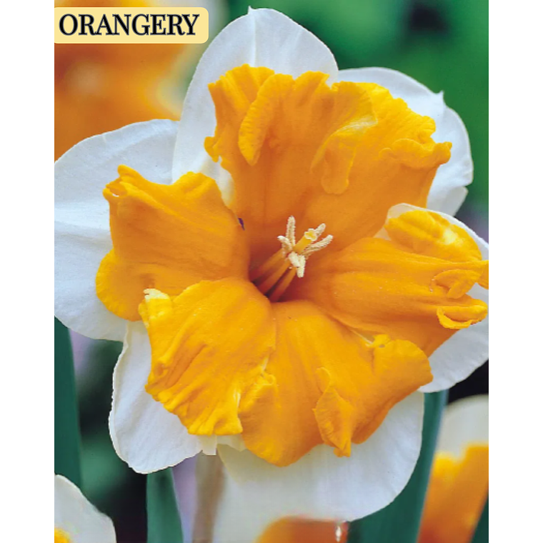 Bulbo Narciso Orangery 14/16 1