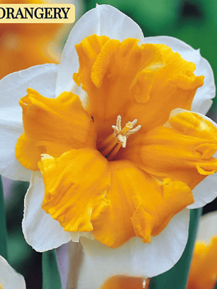 Bulbo Narciso Orangery 14/16