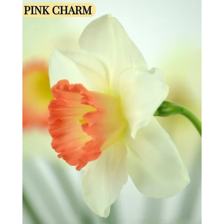 Bulbo Narciso Pink Charm 10/12 1