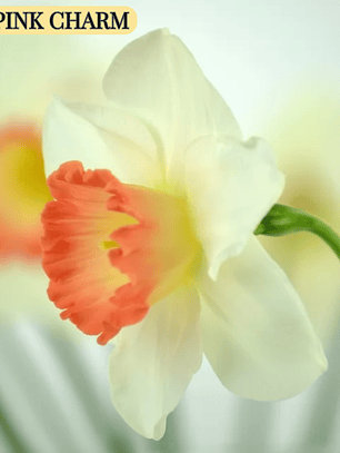 PRE VENTA!! Bulbo Narciso Pink Charm 10/12