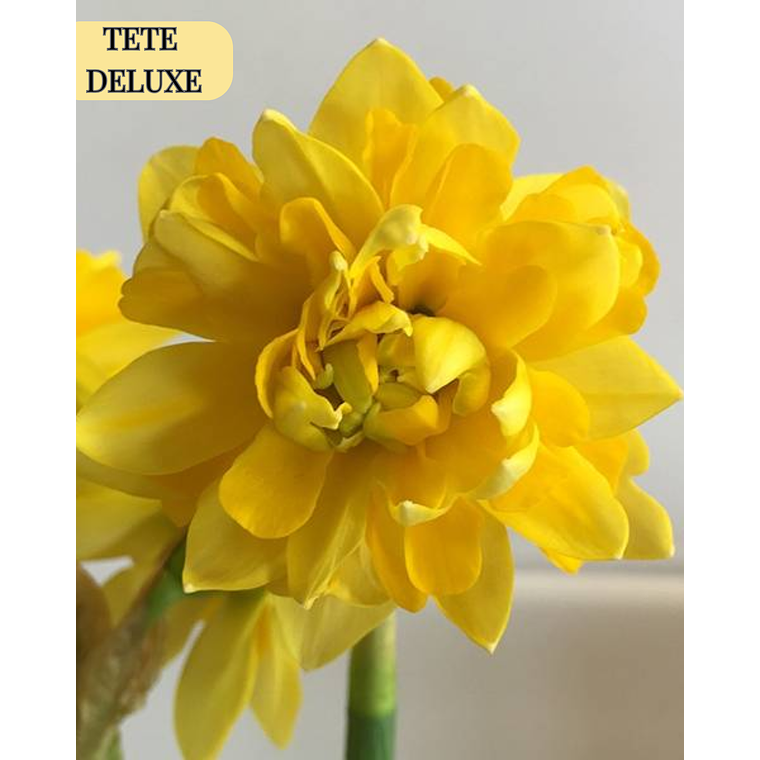 Bulbo Narciso Tete Deluxe 14/16 1