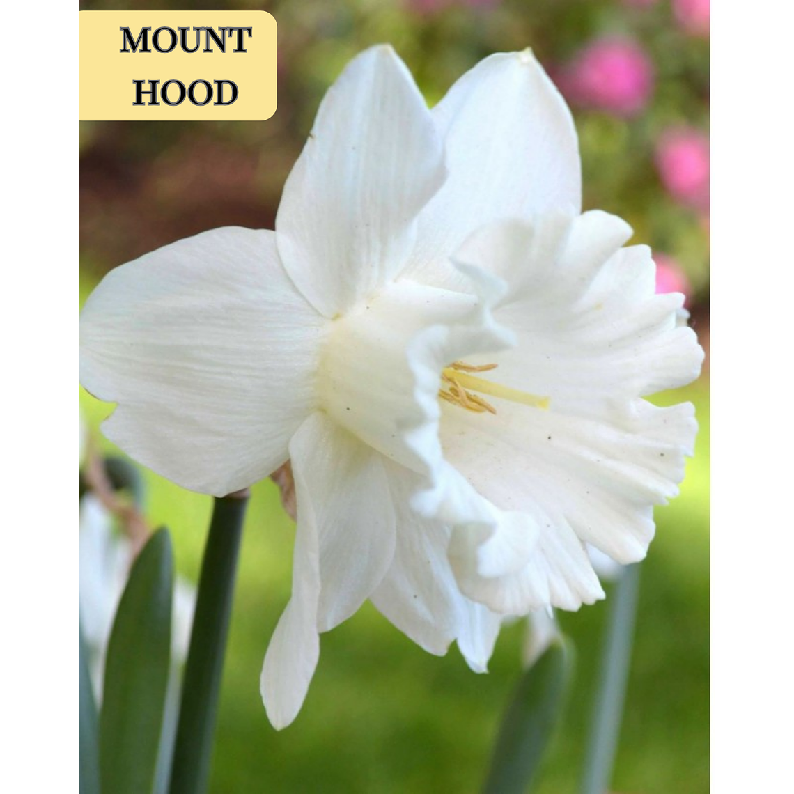 PRE VENTA!! Bulbo Narciso Mounth Hood 10/12 1