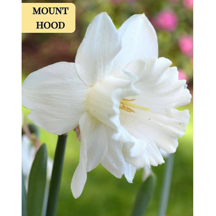 PRE VENTA!! Bulbo Narciso Mounth Hood 10/12 1